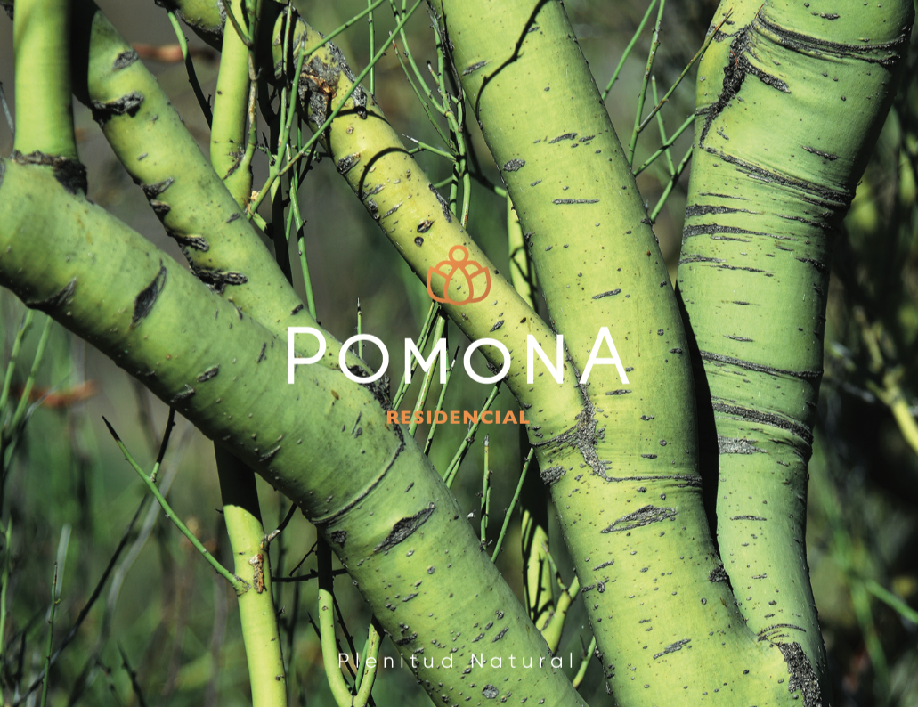 Sonar Marketing Studio